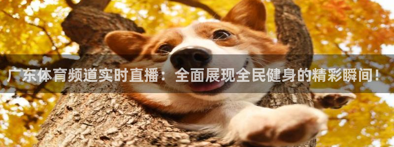 24直播体育免费直播app：广东体育频道实时直播：全面展现全民健身的精彩瞬间！