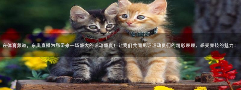 24直播足球直播：在体育频道，东奥直播为您带来一场盛大的运动盛宴！让我们共同见证运动员们的精彩表现，感受竞技的魅力！