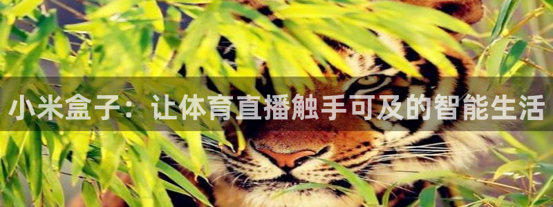 24直播足球高清完整版：小米盒子：让体育直播触手可及的智能生活